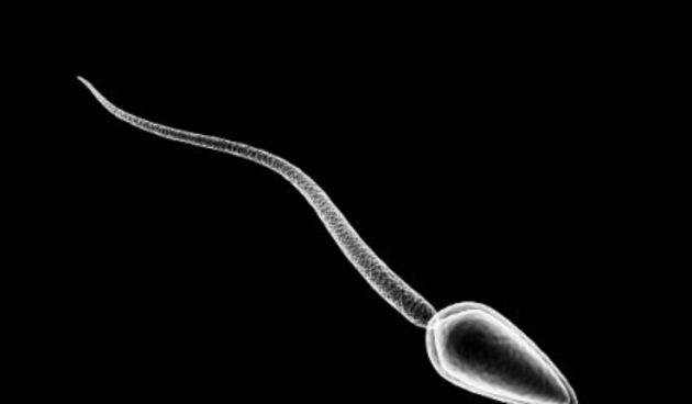 Otkriveno zbog čega se spermiji kreću (Metro-portal.hr)