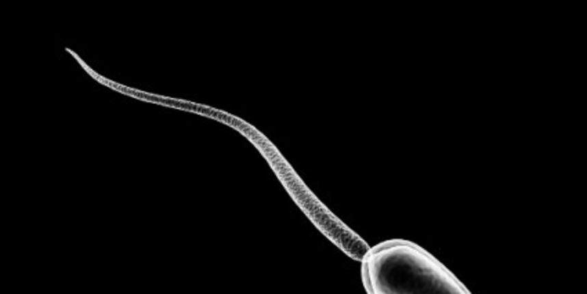 Otkriveno zbog čega se spermiji kreću (Metro-portal.hr)