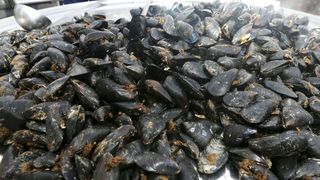 Betina: Održana 49. fešta od školjaka – Dan brganje. Photo: Duško Jaramaz/PIXSELL