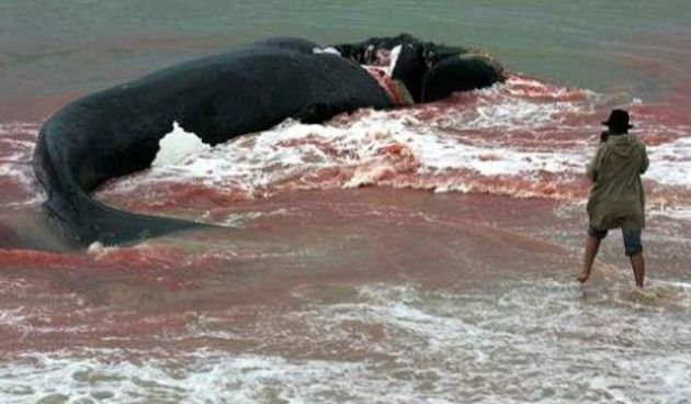 Nasukani kit(Foto:Index.hr)