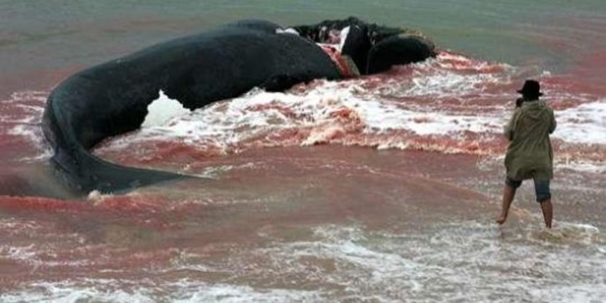 Nasukani kit(Foto:Index.hr) Nasukani kit(Foto:Index.hr)