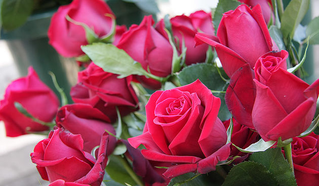 Ruze, cvijece, valentinovo