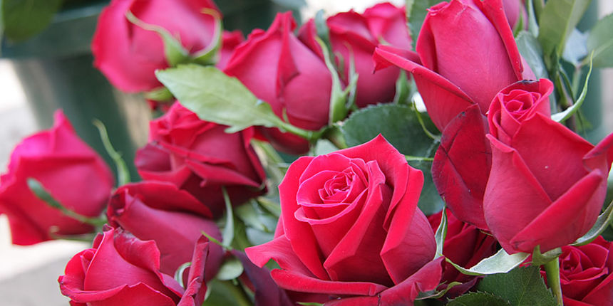 Ruze, cvijece, valentinovo Ruze, cvijece, valentinovo