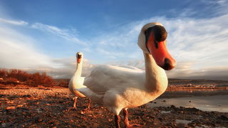 Prekrasni labuđi par u blizini crkvice Sv. Duha, Foto: Roberto Lerga Prekrasni labuđi par u blizini crkvice Sv. Duha, Foto: Roberto Lerga