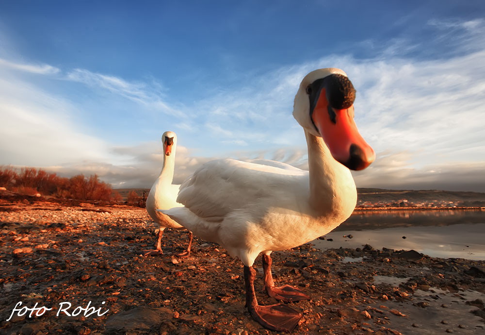 Prekrasni labuđi par u blizini crkvice Sv. Duha, Foto: Roberto Lerga Prekrasni labuđi par u blizini crkvice Sv. Duha, Foto: Roberto Lerga