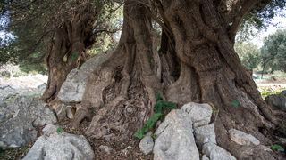 Berba maslina u Lunu, foto: V. Pesic