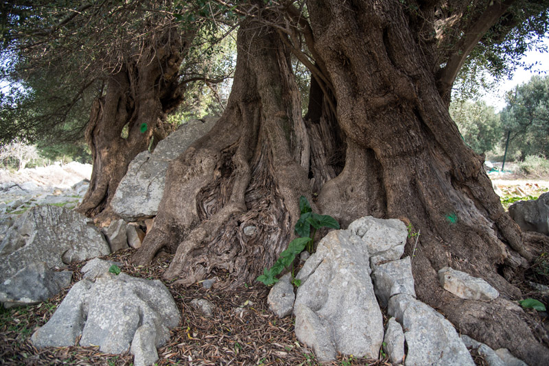 Berba maslina u Lunu, foto: V. Pesic