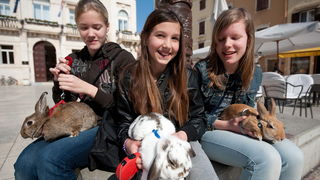 Zadar, 020412.
Ove tri djevojcice setaju se gradom vodeci na uzicama svoje nesvakidasnje kucne ljubimce – zecice Bubicu,Vini i Pjegicu.
Na fotografiji: djevojcice sa zecevima na Narodnom trgu.
Foto: Luka Gerlanc / CROPIX