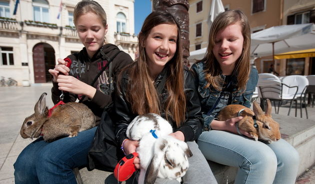 Zadar, 020412.
Ove tri djevojcice setaju se gradom vodeci na uzicama svoje nesvakidasnje kucne ljubimce – zecice Bubicu,Vini i Pjegicu.
Na fotografiji: djevojcice sa zecevima na Narodnom trgu.
Foto: Luka Gerlanc / CROPIX