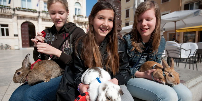 Zadar, 020412.
Ove tri djevojcice setaju se gradom vodeci na uzicama svoje nesvakidasnje kucne ljubimce – zecice Bubicu,Vini i Pjegicu.
Na fotografiji: djevojcice sa zecevima na Narodnom trgu.
Foto: Luka Gerlanc / CROPIX Zadar, 020412.
Ove tri djevojcice setaju se gradom vodeci na uzicama svoje nesvakidasnje kucne ljubimce – zecice Bubicu,Vini i Pjegicu.
Na fotografiji: djevojcice sa zecevima na Narodnom trgu.
Foto: Luka Gerlanc / CROPIX