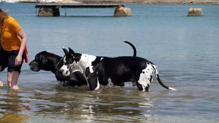 Zadar: Medjunarodna izlozba pasa CACIB 1. svibnja 2010.