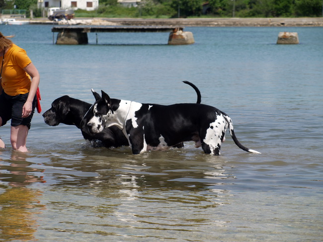 Zadar: Medjunarodna izlozba pasa CACIB 1. svibnja 2010.