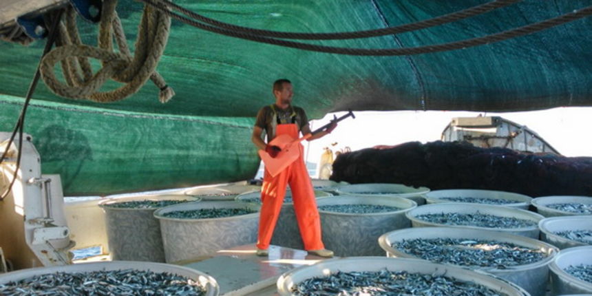 Posada plivarice “Tuljan dva” u jednu noć ulovila rekordnih 42 tone srdela, foto: Posada Posada plivarice “Tuljan dva” u jednu noć ulovila rekordnih 42 tone srdela, foto: Posada