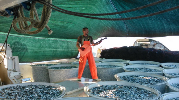 Posada plivarice “Tuljan dva” u jednu noć ulovila rekordnih 42 tone srdela, foto: Posada