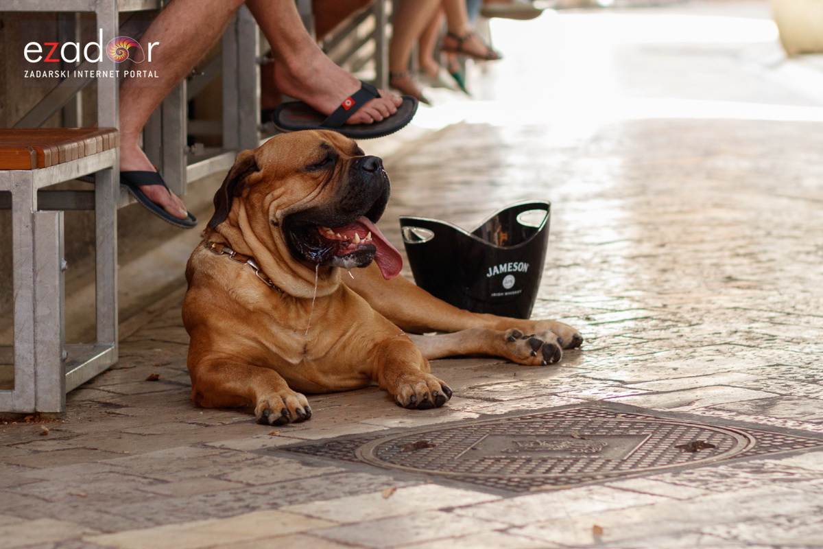 Đir po gradu, subotnja špica 6. srpnja 2019. Đir po gradu, subotnja špica 6. srpnja 2019.