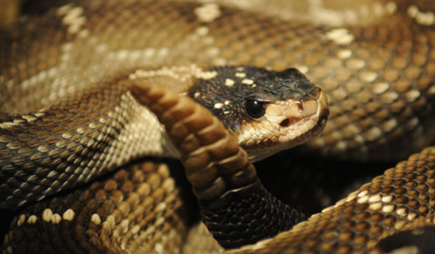 Zagreb, 220610
Kolekcionara zmija Nevena Vrbanica ugrizla je zvecarka dok ju je premjestao iz terarija u plasticnu kutiju
Na slici: Meksicka crnorepa zvecarka koja je ugrizla vlasnika
Foto: Miso Lisanin / CROPIX