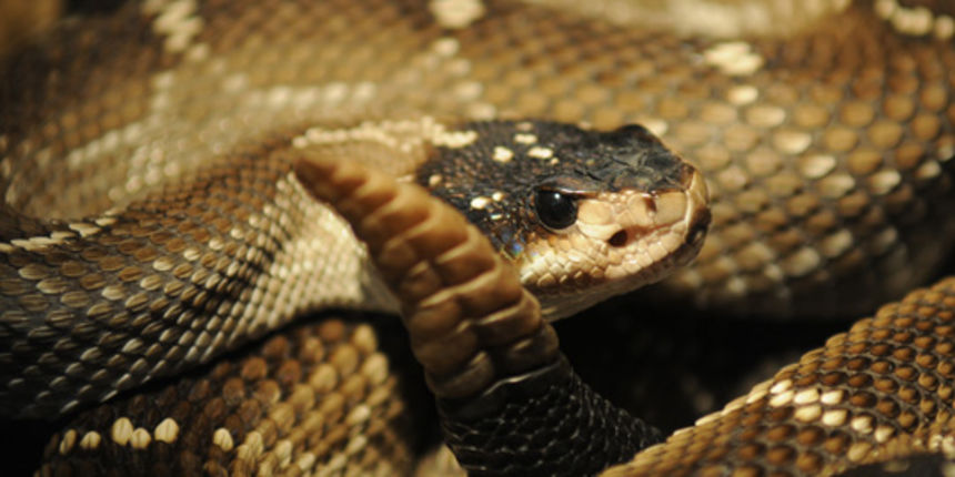 Zagreb, 220610
Kolekcionara zmija Nevena Vrbanica ugrizla je zvecarka dok ju je premjestao iz terarija u plasticnu kutiju
Na slici: Meksicka crnorepa zvecarka koja je ugrizla vlasnika
Foto: Miso Lisanin / CROPIX