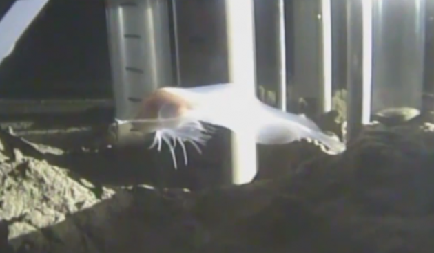 Otkrivena riba na rekordnoj dubini od 8.145 metara