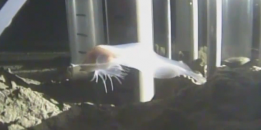 Otkrivena riba na rekordnoj dubini od 8.145 metara