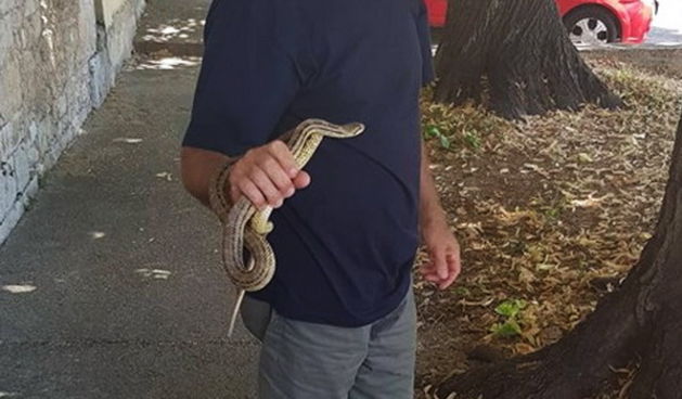 Romeo Pestić i kravosas