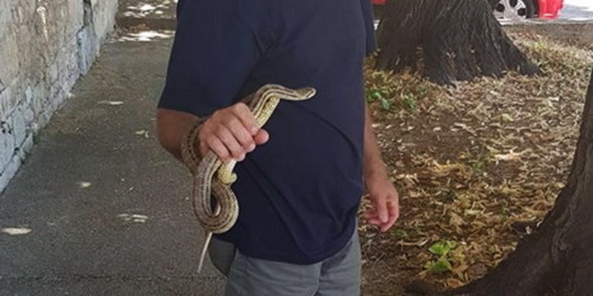 Romeo Pestić i kravosas