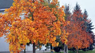 Prekrasne boje bjelovarske jeseni, Photo: Damir Špehar/PIXSELL