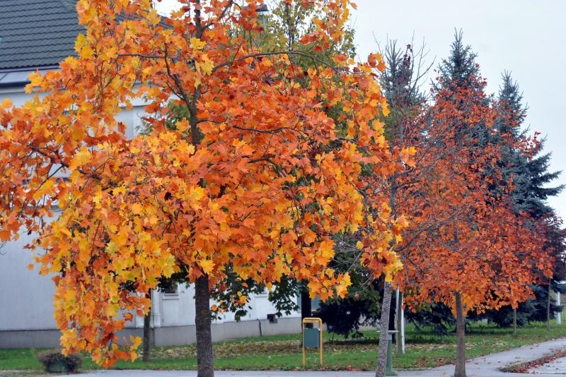 Prekrasne boje bjelovarske jeseni, Photo: Damir Špehar/PIXSELL