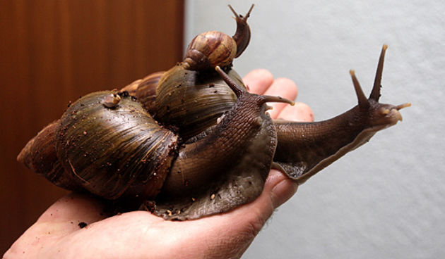 Varazdin, 011210.

Mihael Kniplic iz mjesta Selnica kod Cakovca uzgaja africke divovske puzeve.

Na slici: dva odrasla i jedan mladi puz.

Foto: Zeljko Hajdinjak / CROPIX
