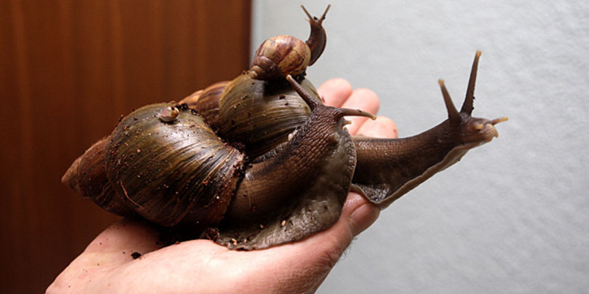 Varazdin, 011210.

Mihael Kniplic iz mjesta Selnica kod Cakovca uzgaja africke divovske puzeve.

Na slici: dva odrasla i jedan mladi puz.

Foto: Zeljko Hajdinjak / CROPIX