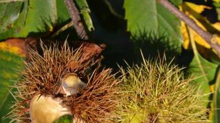 Pitomi kesten (Castanea sativa) jedan je od najprepoznatljivijih plodova jeseni. Photo: Borna Filić/PIXSELL Pitomi kesten (Castanea sativa) jedan je od najprepoznatljivijih plodova jeseni. Photo: Borna Filić/PIXSELL