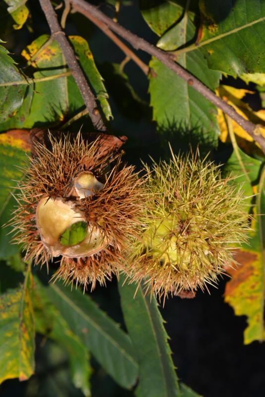 Pitomi kesten (Castanea sativa) jedan je od najprepoznatljivijih plodova jeseni. Photo: Borna Filić/PIXSELL Pitomi kesten (Castanea sativa) jedan je od najprepoznatljivijih plodova jeseni. Photo: Borna Filić/PIXSELL