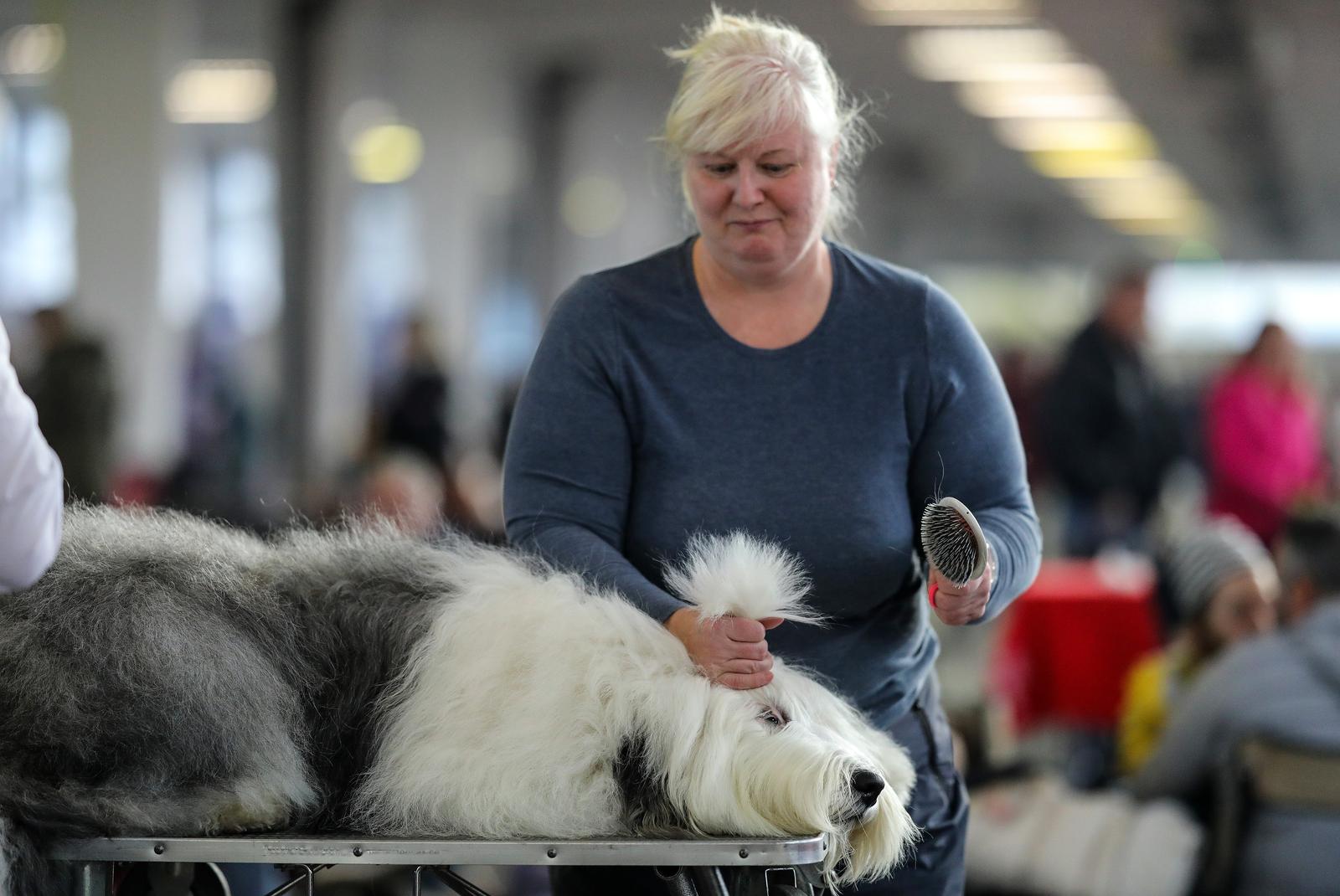 Izložba pasa na Zagrebačkom velesajmu Izložba pasa na Zagrebačkom velesajmu
