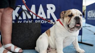 Međunarodna izložba pasa CACIB 2023