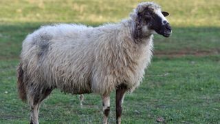 Kaštel Žegarski: Ovca potjerala vuka i ojanjila dva janjčića