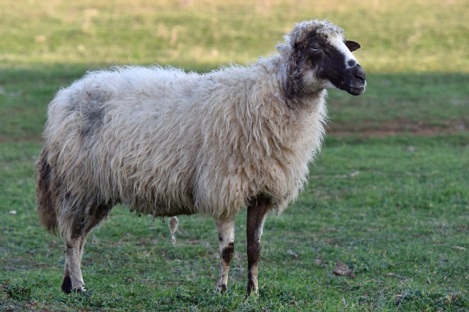 Kaštel Žegarski: Ovca potjerala vuka i ojanjila dva janjčića