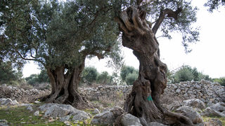 Berba maslina u Lunu, foto: V. Pesic