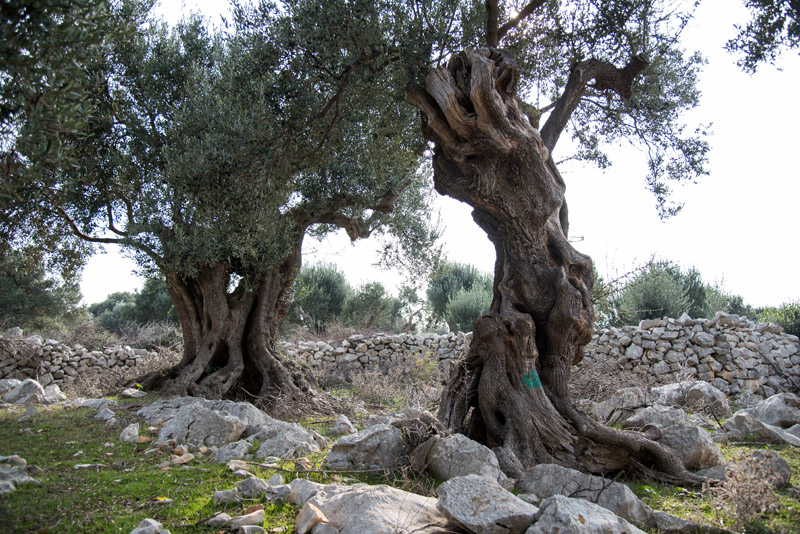 Berba maslina u Lunu, foto: V. Pesic