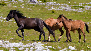 Divlji konji Velebita, foto: Leo Banic