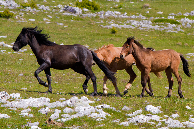 Divlji konji Velebita, foto: Leo Banic