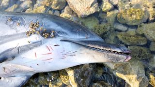 Na plaži u Zablaću pronađen uginuli dupin Na plaži u Zablaću pronađen uginuli dupin