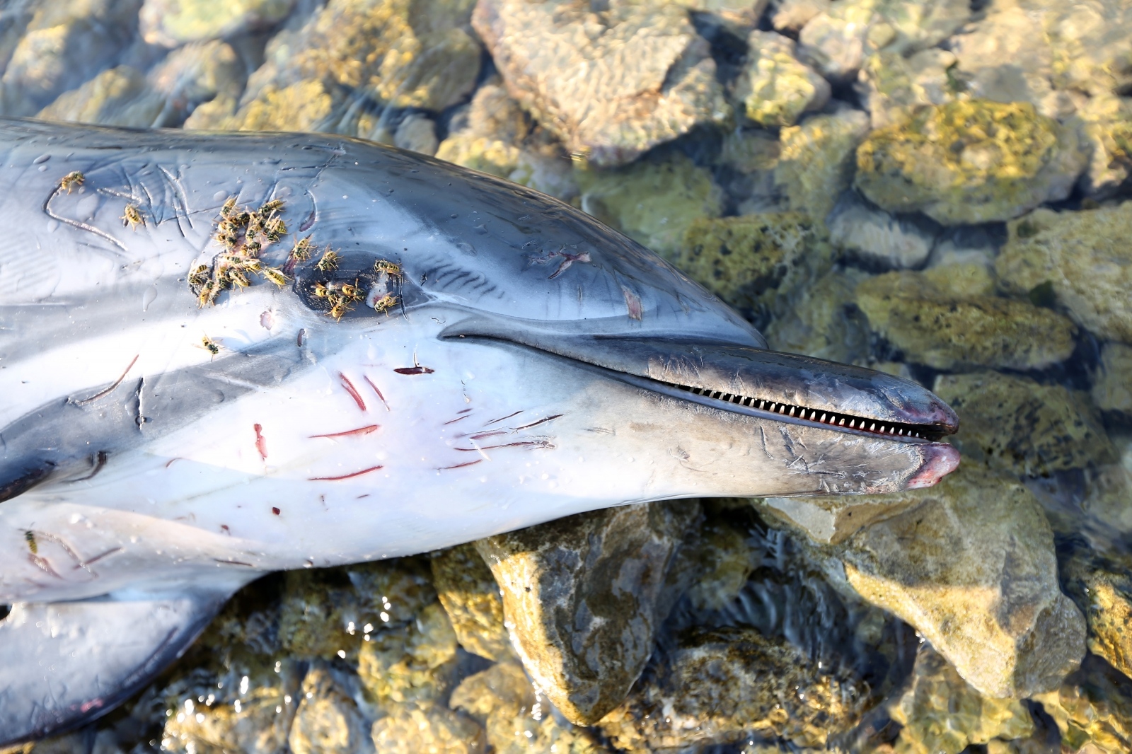 Na plaži u Zablaću pronađen uginuli dupin Na plaži u Zablaću pronađen uginuli dupin