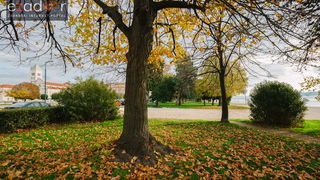 Đir po gradu, petak 24. studenog 2017. – Dan Grada Zadra. Jesen, palo lišće