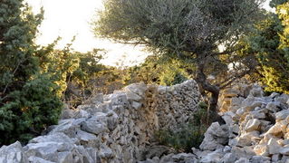 Rab, 131111.
Topao i suncan dan na Rabu idealan je za setnju po barbatskom kantu (pasnjacima) i za otkrivanje ljepota barbatskih kamenih suhozida. Suhozid je gradjevina od prirodnog kamena kojeg su tezaci gradili slagajuci kamen na kamen bez koristenja ve Rab, 131111.
Topao i suncan dan na Rabu idealan je za setnju po barbatskom kantu (pasnjacima) i za otkrivanje ljepota barbatskih kamenih suhozida. Suhozid je gradjevina od prirodnog kamena kojeg su tezaci gradili slagajuci kamen na kamen bez koristenja ve