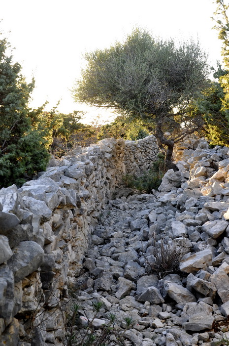 Rab, 131111.
Topao i suncan dan na Rabu idealan je za setnju po barbatskom kantu (pasnjacima) i za otkrivanje ljepota barbatskih kamenih suhozida. Suhozid je gradjevina od prirodnog kamena kojeg su tezaci gradili slagajuci kamen na kamen bez koristenja ve Rab, 131111.
Topao i suncan dan na Rabu idealan je za setnju po barbatskom kantu (pasnjacima) i za otkrivanje ljepota barbatskih kamenih suhozida. Suhozid je gradjevina od prirodnog kamena kojeg su tezaci gradili slagajuci kamen na kamen bez koristenja ve