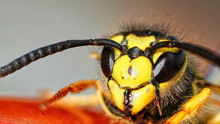 Bibinjski sinac, Foto: Leo Banic Bibinjski sinac, Foto: Leo Banic