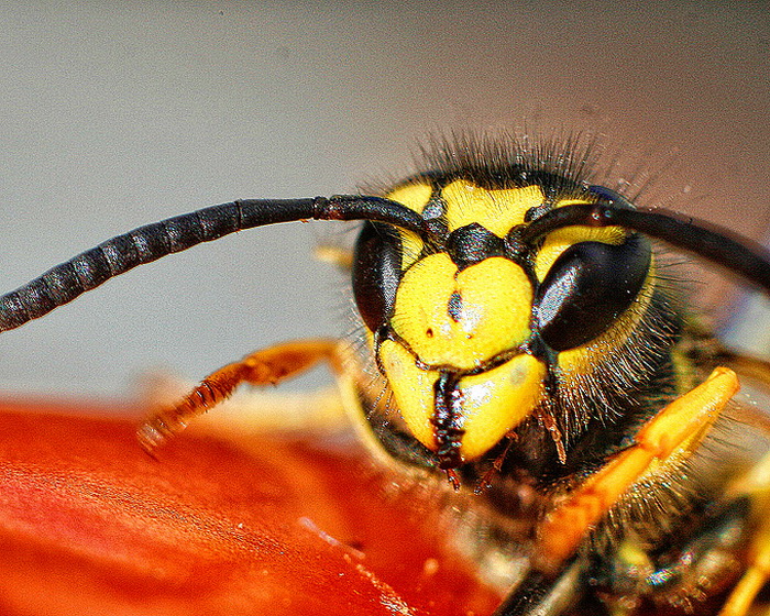 Bibinjski sinac, Foto: Leo Banic Bibinjski sinac, Foto: Leo Banic