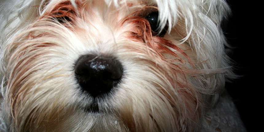 Kucni ljubimci Kucni ljubimci