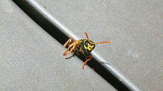 Bibinjski sinac, Foto: Leo Banic Bibinjski sinac, Foto: Leo Banic