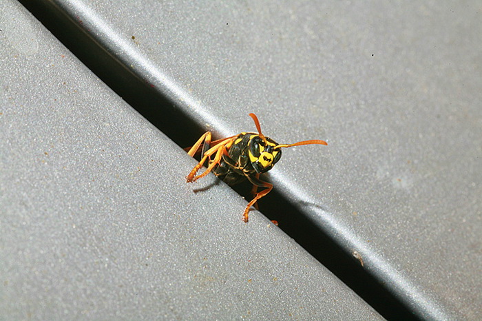 Bibinjski sinac, Foto: Leo Banic Bibinjski sinac, Foto: Leo Banic