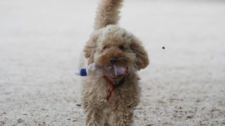 Image 1200525 (auto)